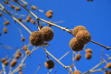 Image showing Tree Seed Pods