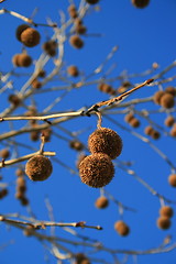 Image showing Tree Seed Pods