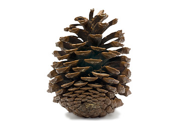 Image showing cedar cone