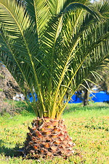 Image showing Small Palm Tree