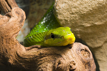 Image showing Red Tailed Racer