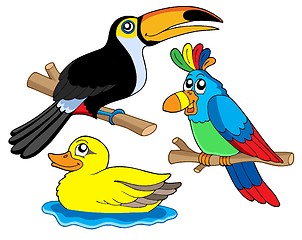 Image showing Various birds collection 01