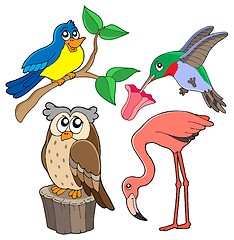 Image showing Various birds collection 02