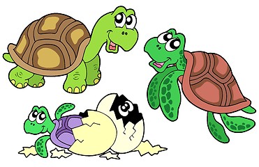 Image showing Turtles collection