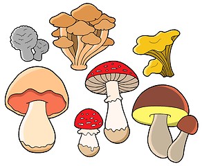 Image showing Various fungi collection