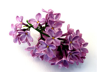 Image showing lilacs