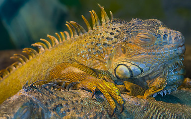 Image showing Iguana