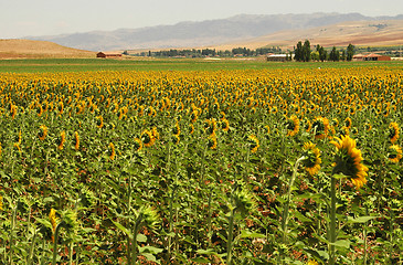 Image showing Yellow Fields