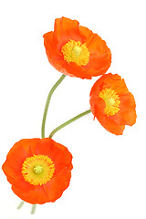 Image showing red poppies