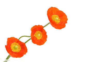 Image showing red poppies