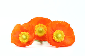 Image showing red poppies