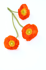 Image showing red poppies