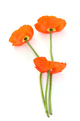 Image showing red poppies