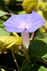 Image showing Purple Morning Glory