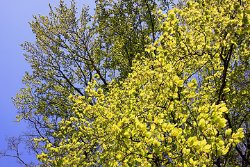 Image showing Beech in spring