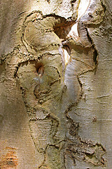 Image showing tree trunk 