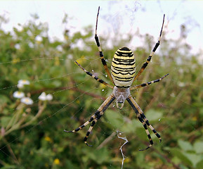 Image showing striped spider