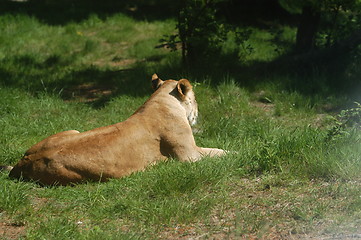 Image showing Female Lion