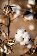 Image showing Cotton ball