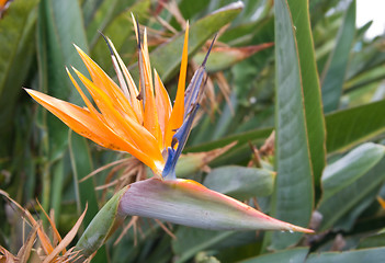 Image showing bird of paradise flower