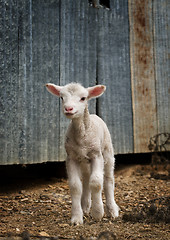 Image showing young lamb on the farm