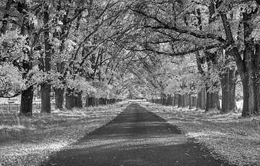 Image showing tree lined road