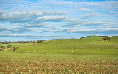 Image showing sheep in the field