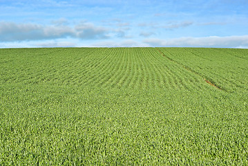 Image showing lush green grass