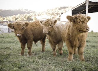 Image showing highland cows on the farm