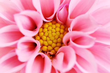 Image showing pink dahlia