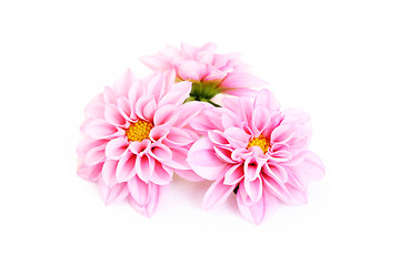Image showing pink dahlia