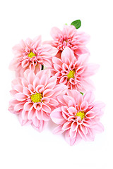 Image showing pink dahlia