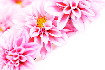 Image showing pink dahlia