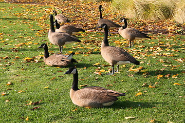 Image showing Pack Of Canadian Geese