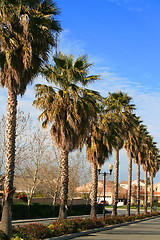 Image showing Row Of Palms