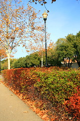 Image showing Park During Fall Season