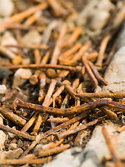 Image showing Rusty Nails