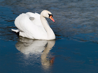 Image showing Swan's Icy Swim