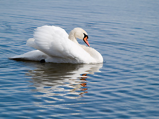 Image showing Swan