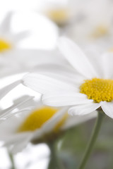 Image showing camomile flowers