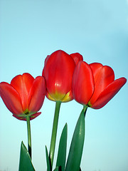 Image showing Tulips