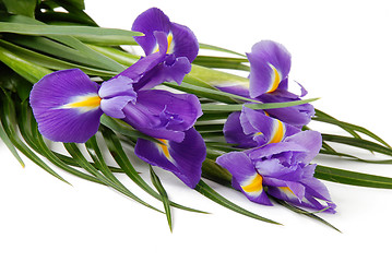 Image showing Irises