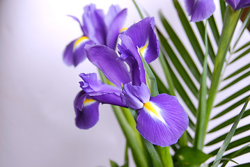 Image showing Irises