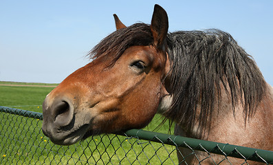 Image showing Horse head