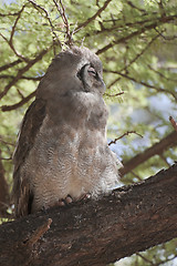 Image showing verreaux's  eagle owl