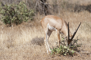 Image showing Slender-horned Gazelle 