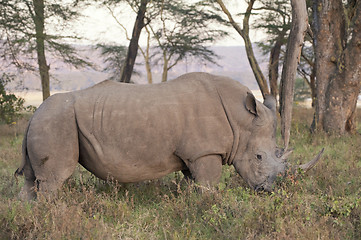 Image showing white rhino adult