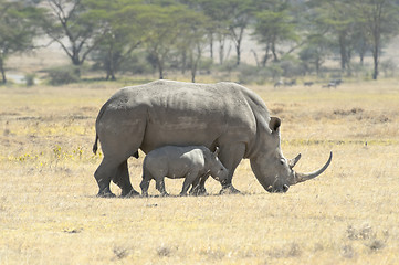 Image showing Southern White Rhino with calf