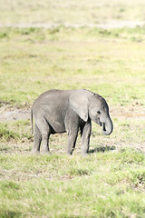 Image showing Elephant calf feeding by plucking grass from the ground