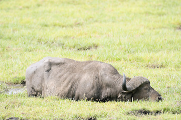 Image showing buffalo wading in swamp